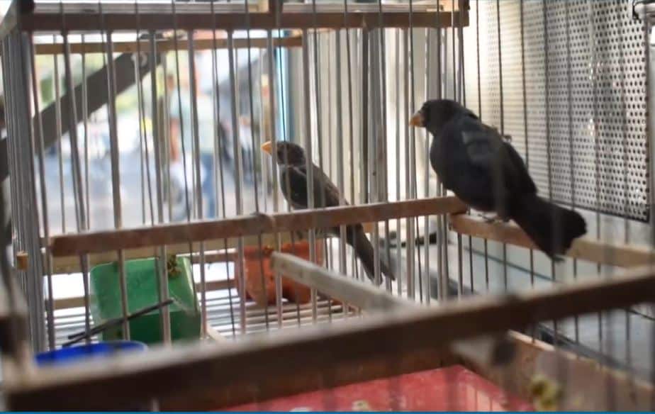 Rescatan 19 aves que estaban en cautiverio en una vivienda de Copacabana