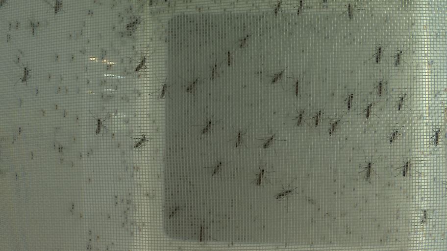 Se cumplen 10 años de la liberación de mosquitos con la bacteria Wolbachia para prevenir enfermedades