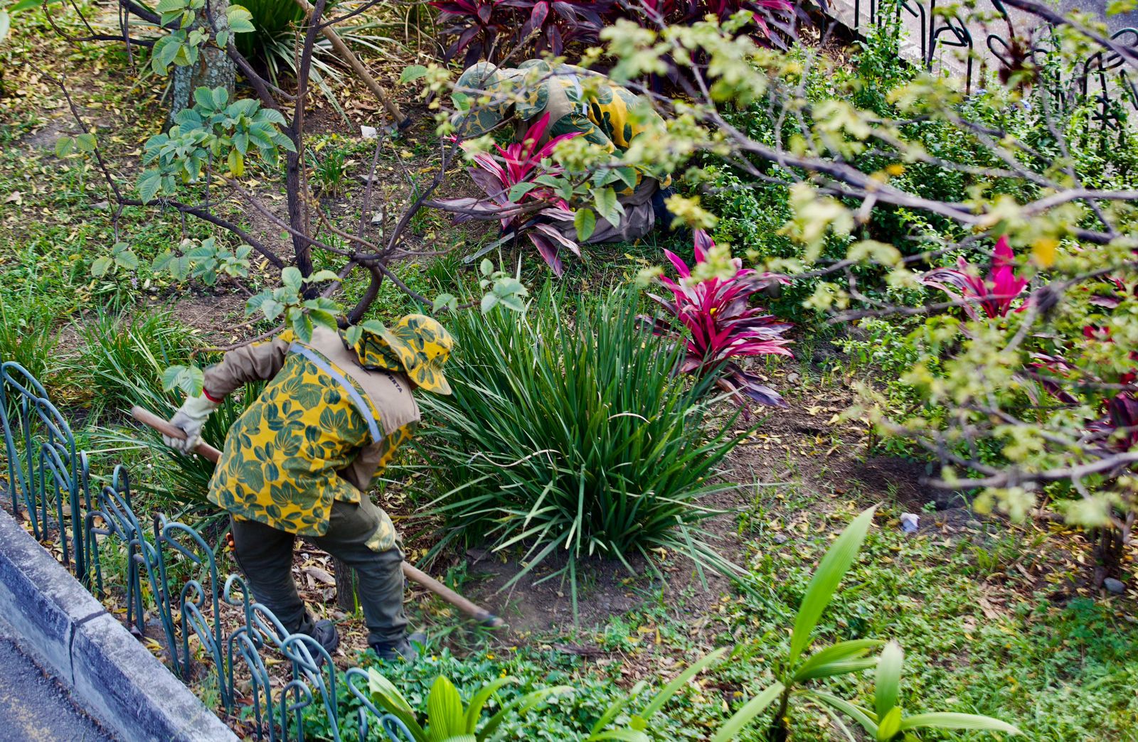 Si hay trabajo Alcaldía de Medellín tiene abierta convocatoria para 400 jardineros