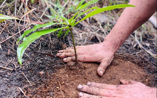 Siembran 3000 nuevos árboles en diferentes zonas de Medellín