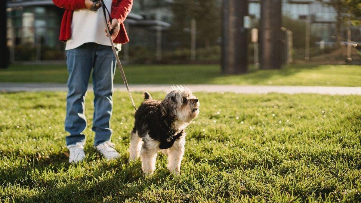 Top 5 de recomendaciones a la hora de salir con tu mascota