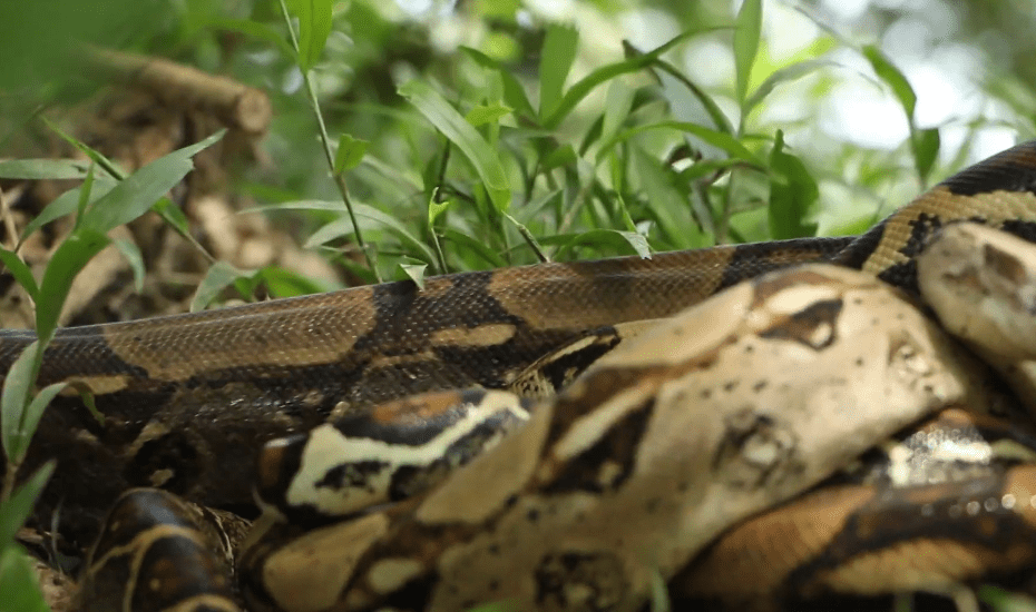 Un niño de 9 años perdió la vida luego de ser mordido por una serpiente