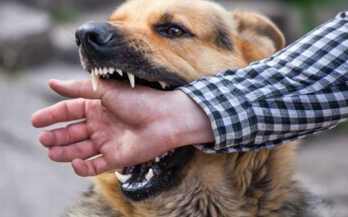 Una menor de 7 años fue atacada por un perro en el barrio Robledo