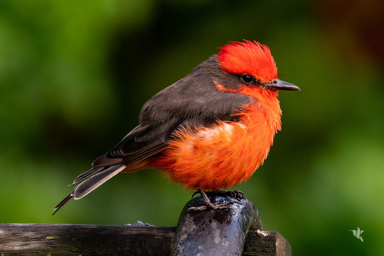 Vermilion Flycatcher, Pyrocephalus rubinus | Victoria Restrepo