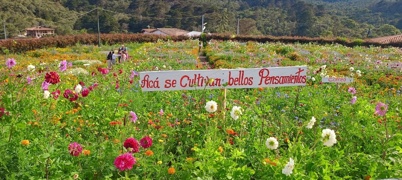 Viva la Feria de las Flores programación, martes 6 de agosto