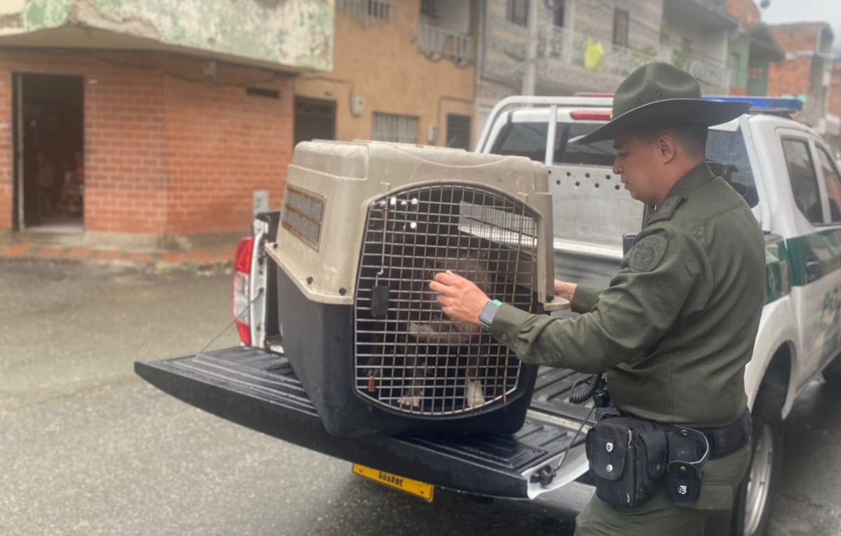 Perrito fue amarrado y golpeado con bastón por un hombre en Belén