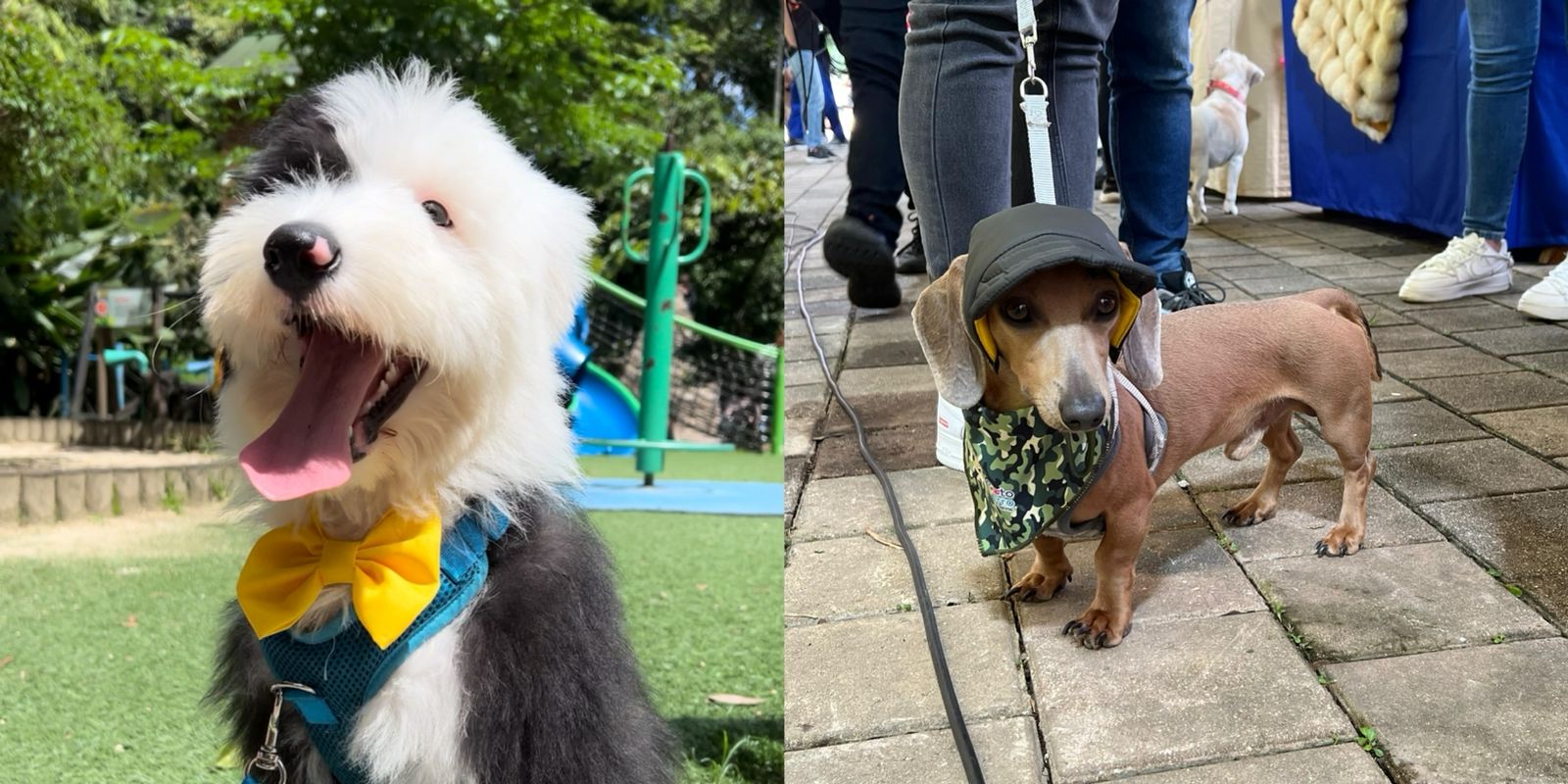 Vuelve Mascotas al Parque a Telemedellín y esta será la oferta en su tercera versión