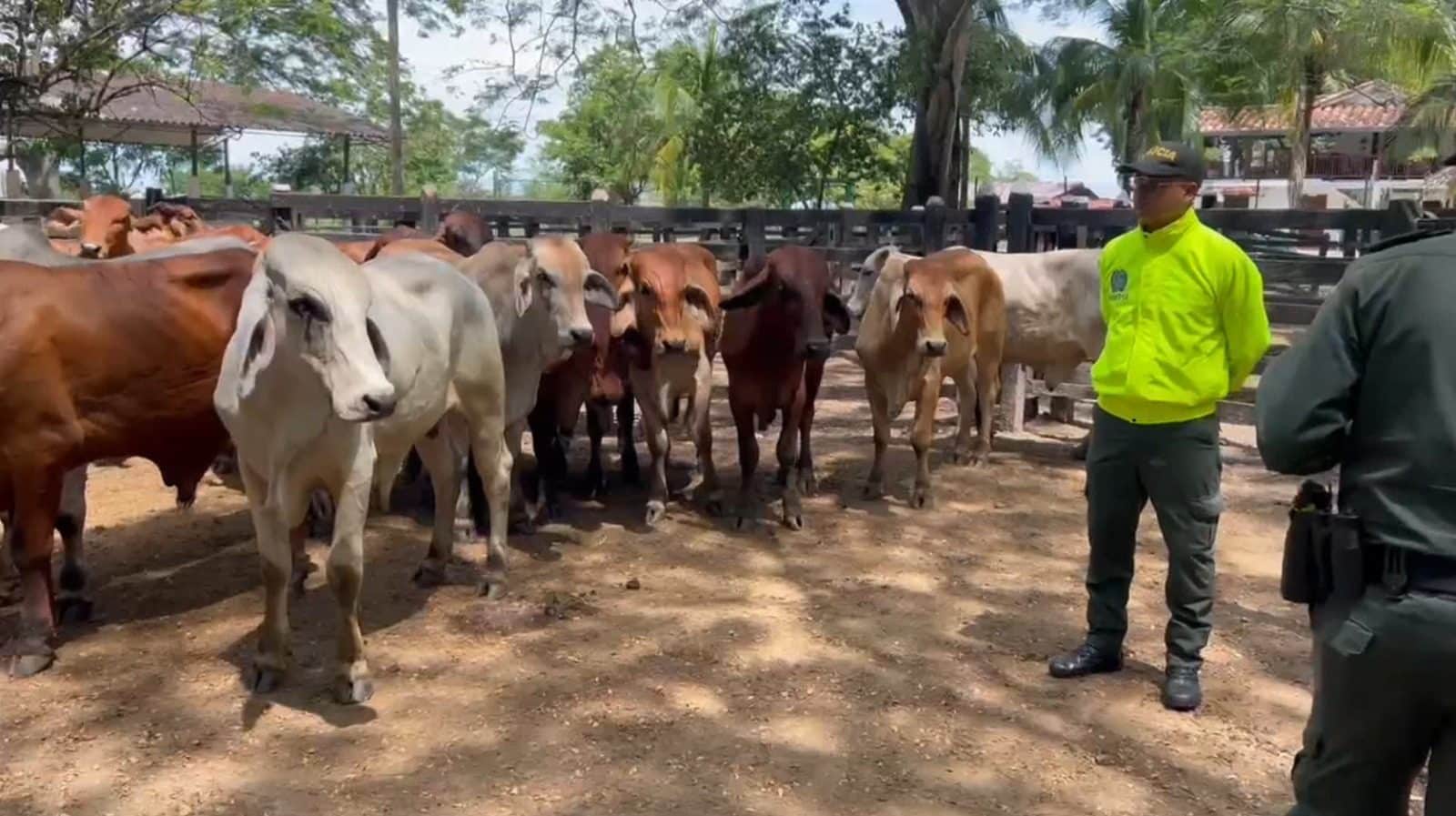 Logran recuperar 35 cabezas de ganado avaluadas en 120 millones de pesos
