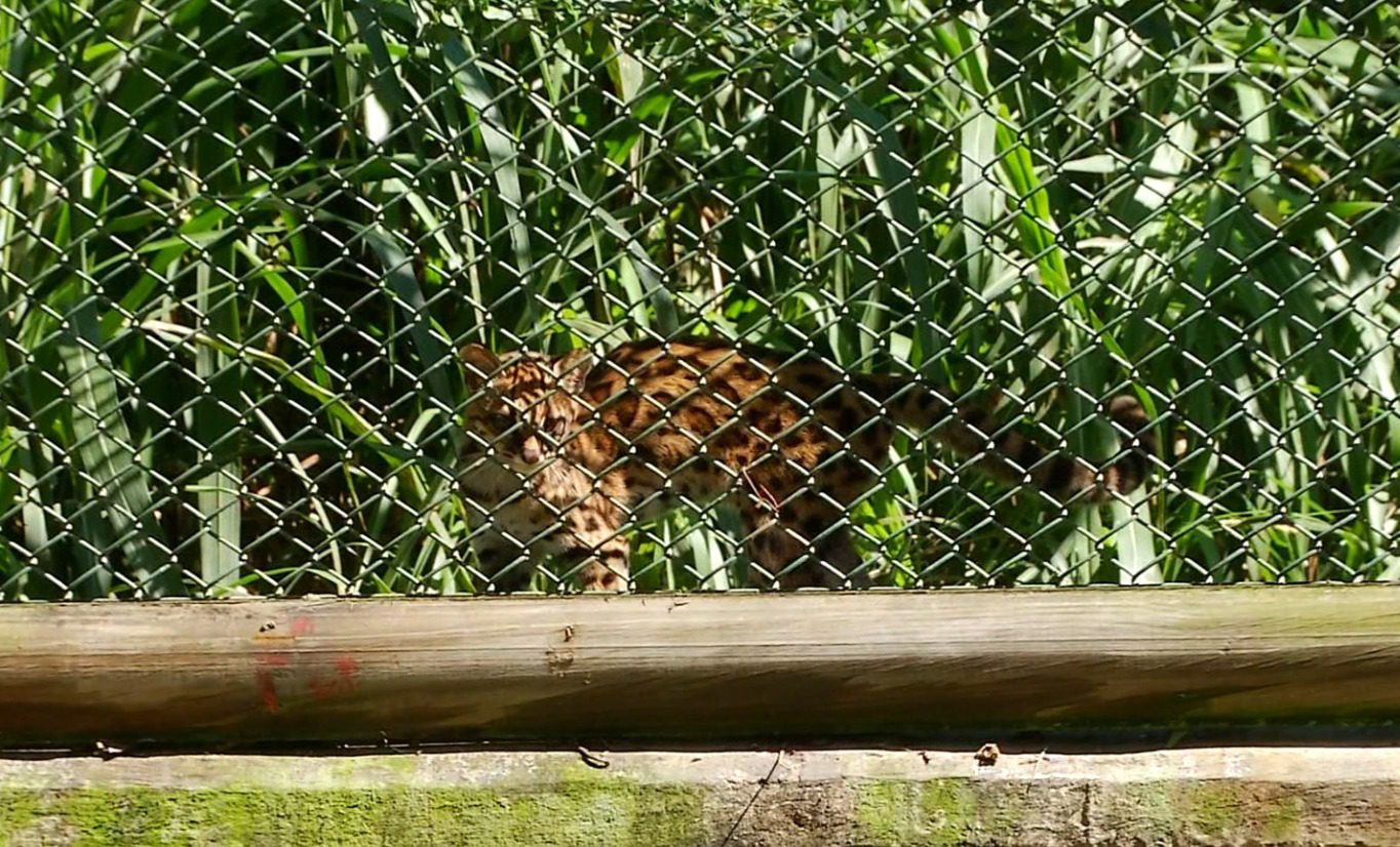 Mujer murió al ser contagiada con rabia por un tigrillo que adoptó como mascota