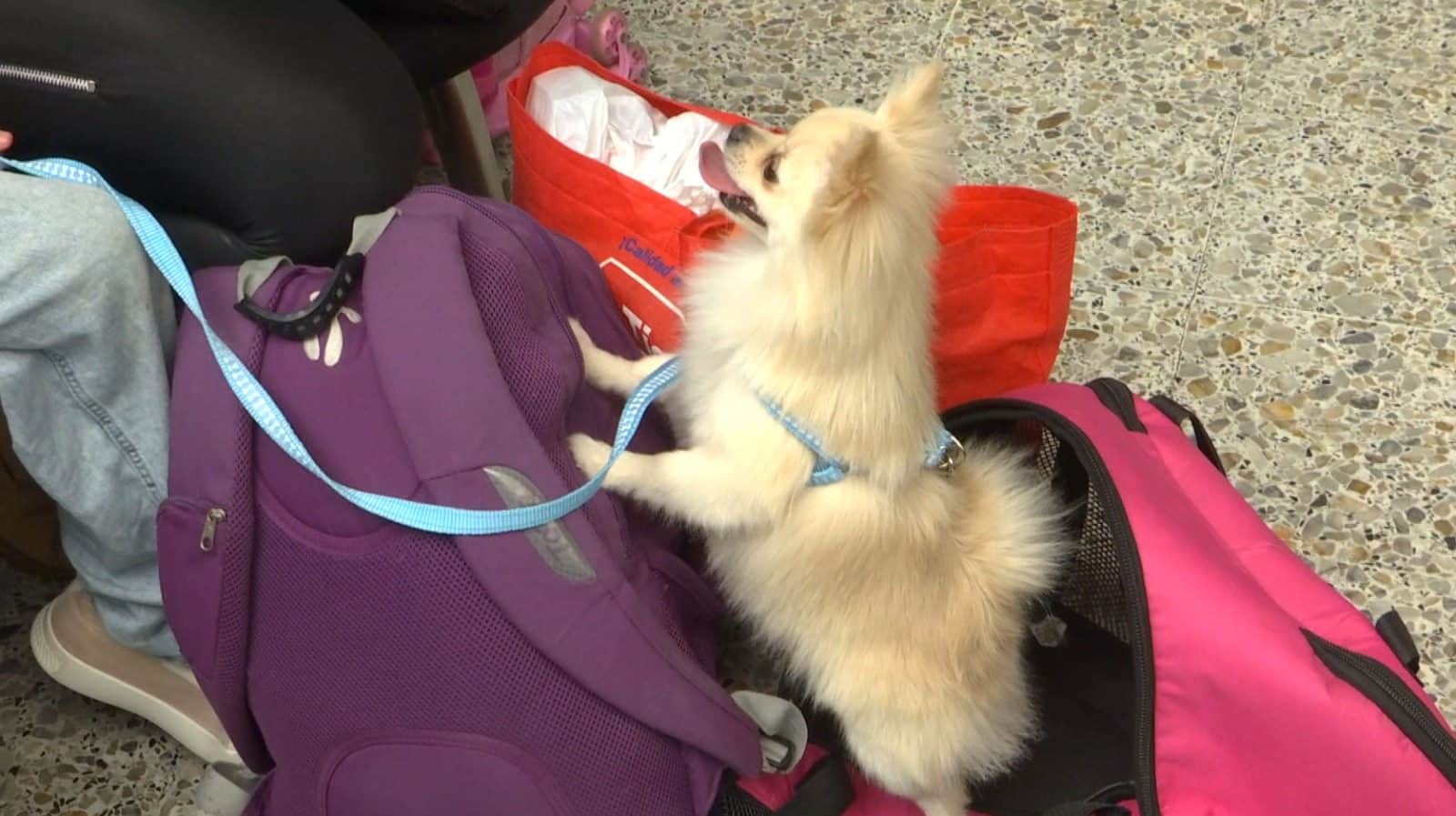 Esto debe tener en cuenta si viaja con mascotas en Semana Santa desde las terminales