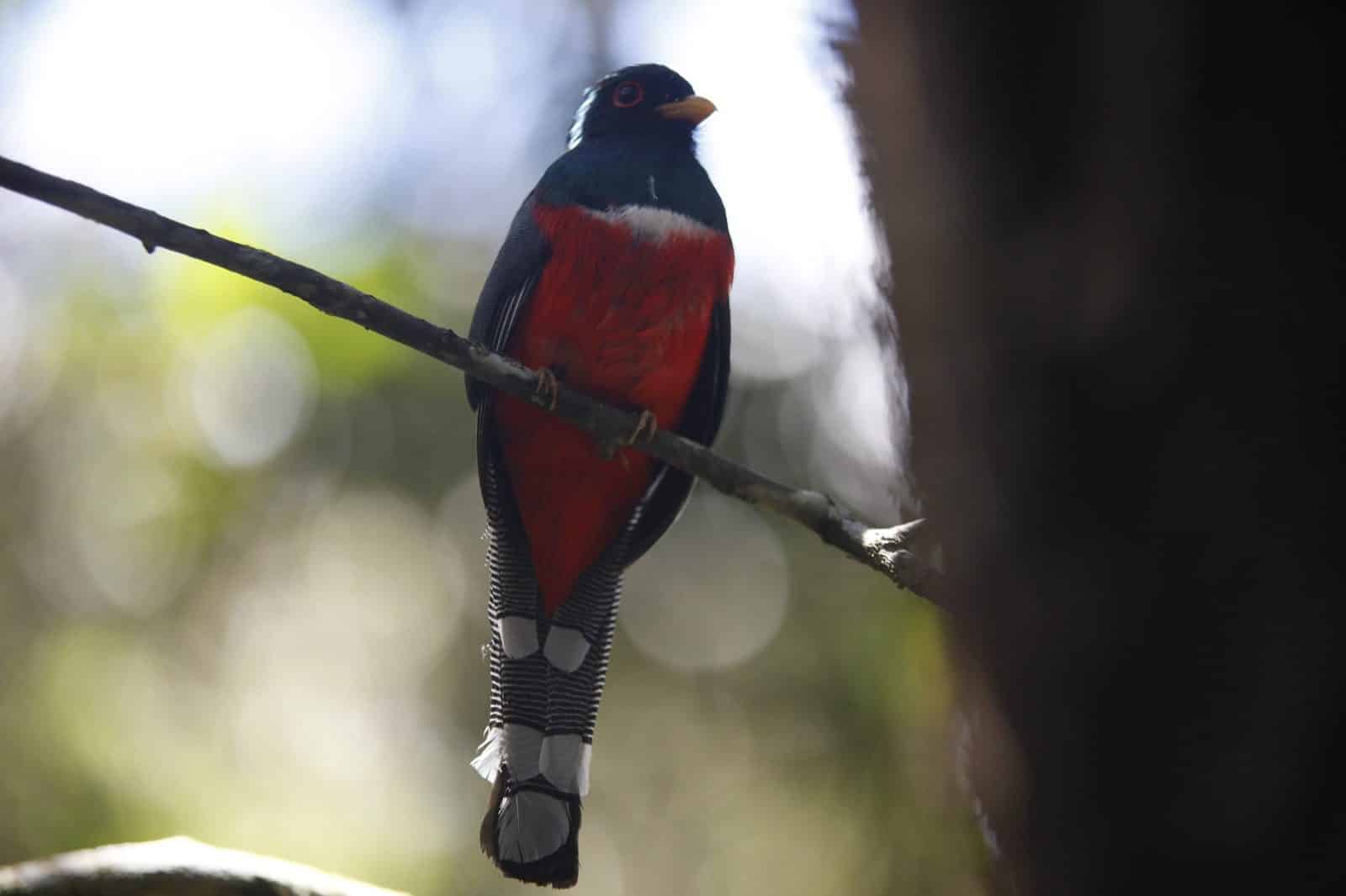 El Parque Arví: Un santuario de biodiversidad en Medellín 