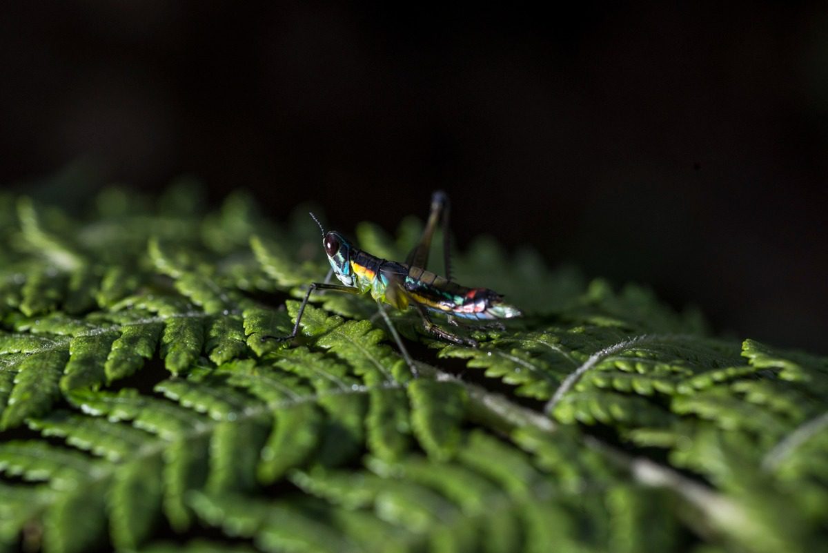 El Parque Arví: Un santuario de biodiversidad en Medellín