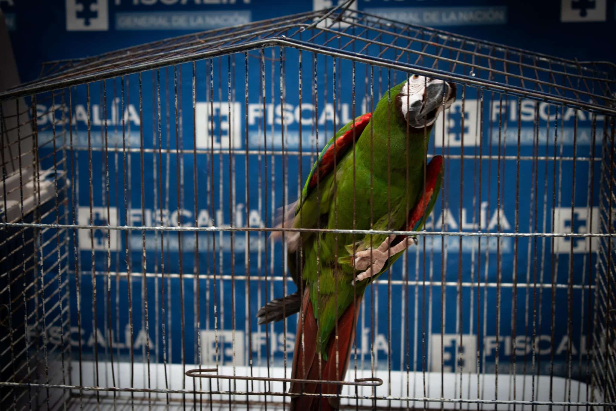 El rescate de cuatro aves silvestres en Bello: una segunda oportunidad para volar
