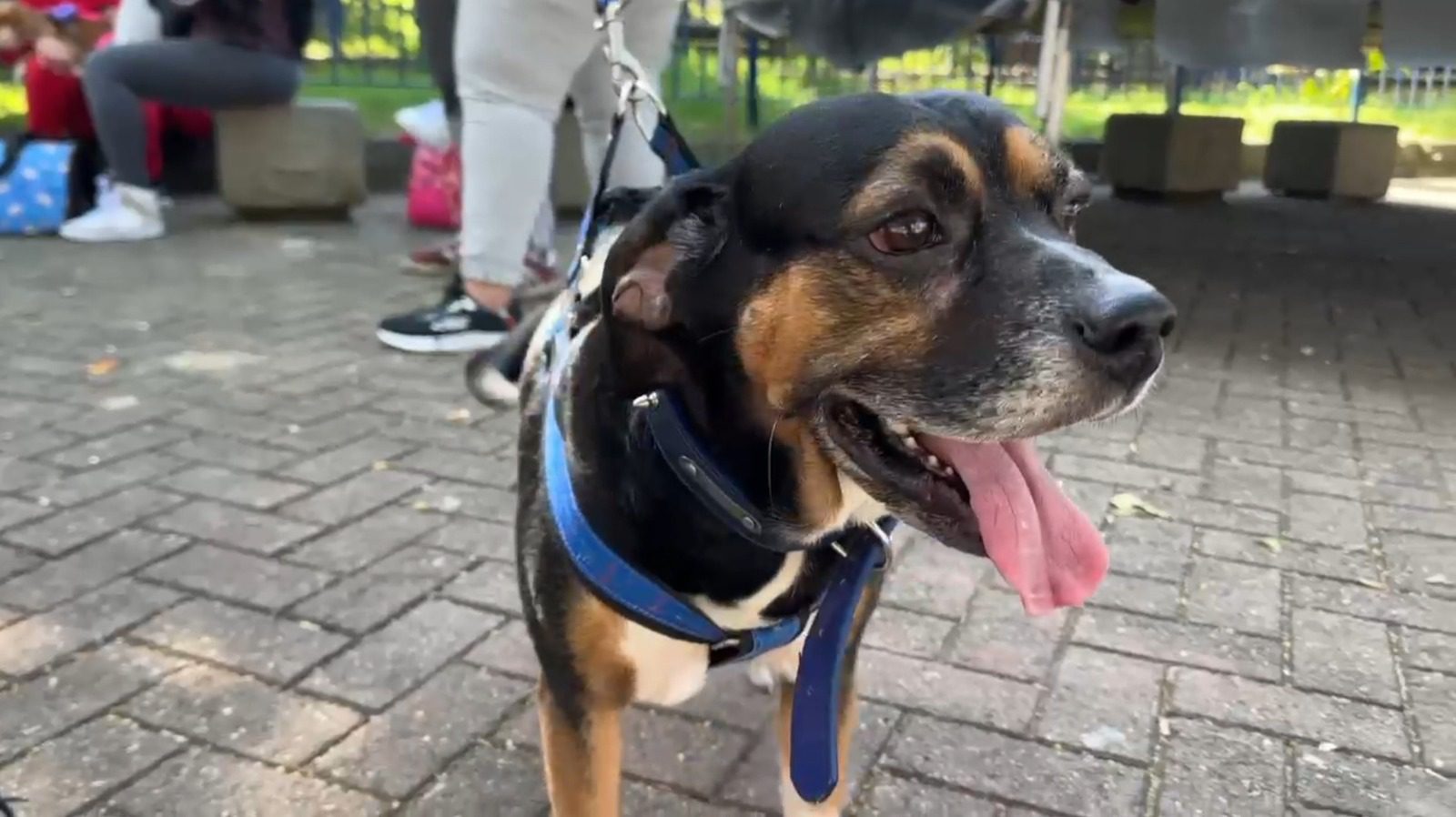 En Medellín hay jornadas de esterilización para perros y gatos: así puede participar