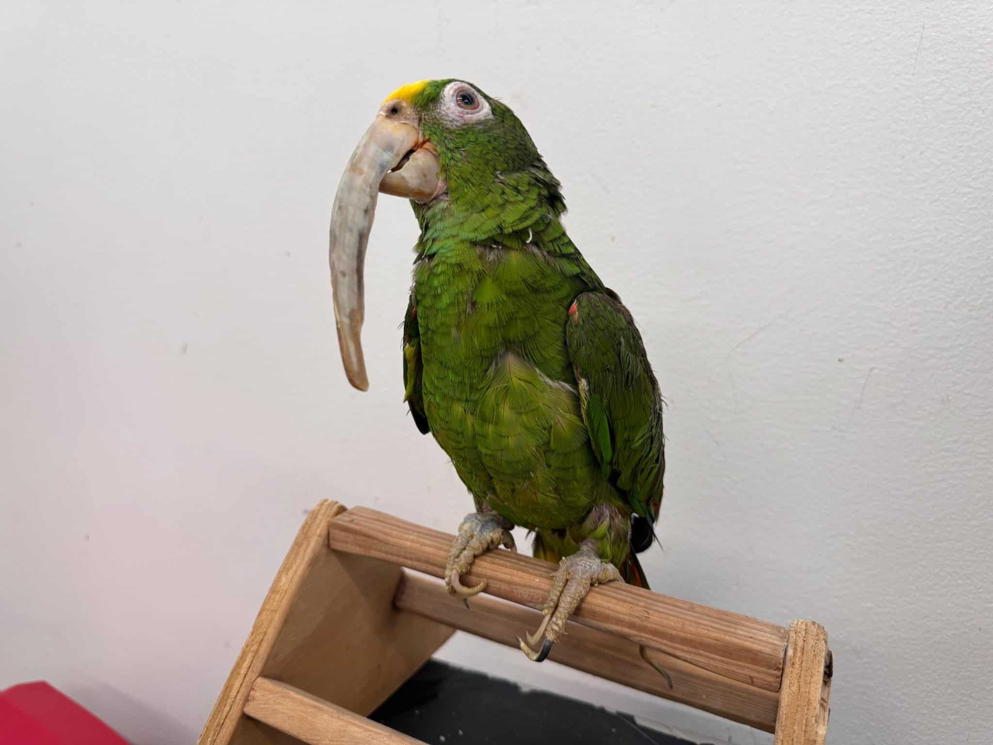 Tener este animal como mascota le puede generar sanciones económicas y penales 