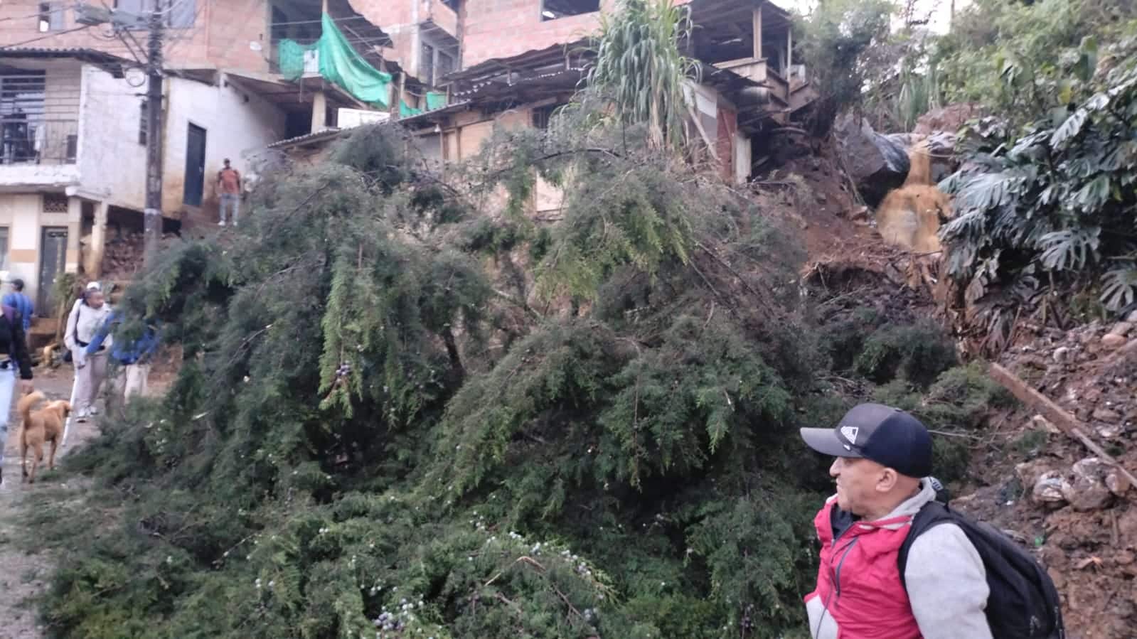 Un pino se desplomó en Granizal por las fuertes lluvias: así transcurre la emergencia