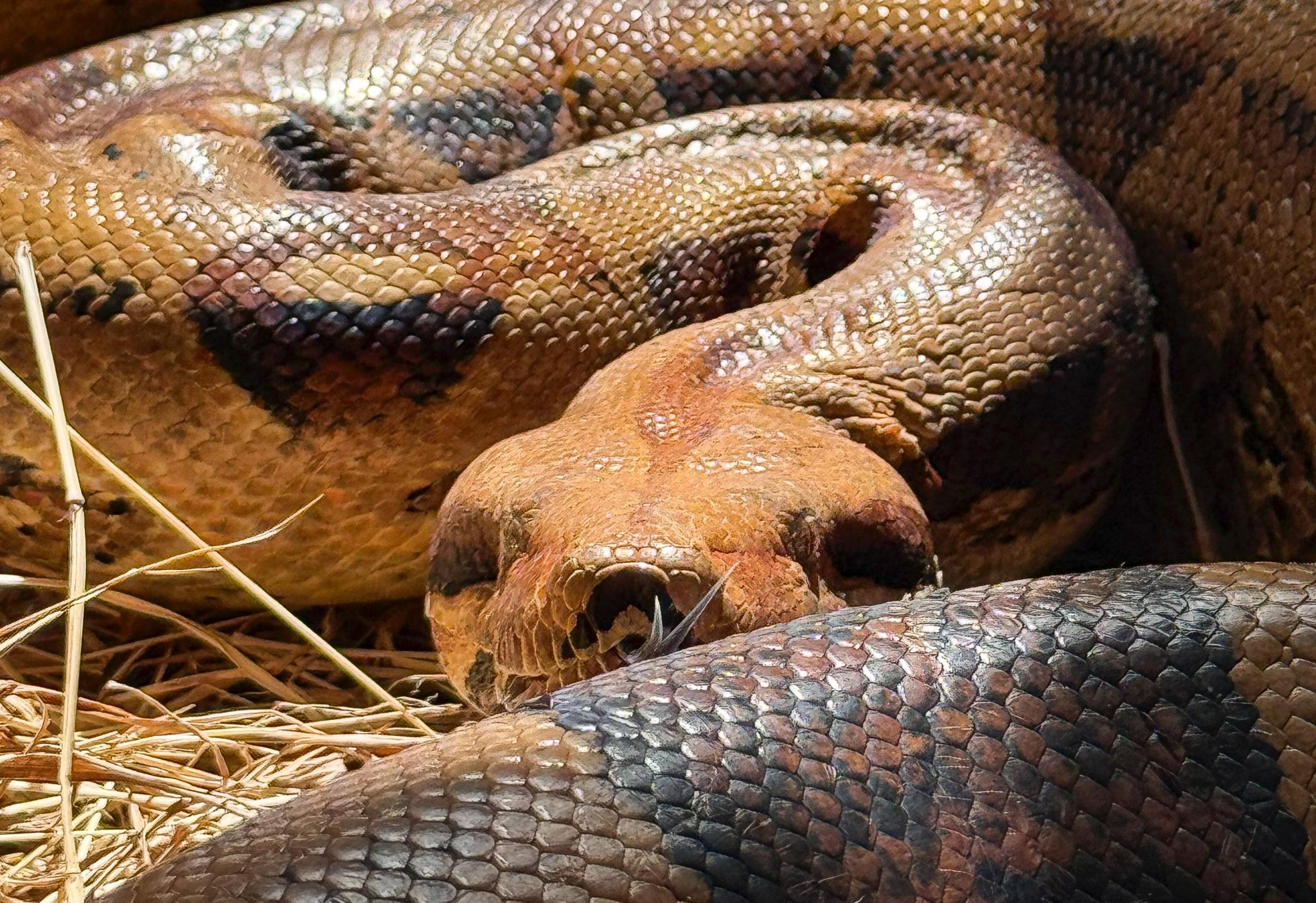 Día Mundial de la Serpiente: 265 especies han ingresaron al Centro de Fauna Silvestre del Valle de Aburrá en 2024