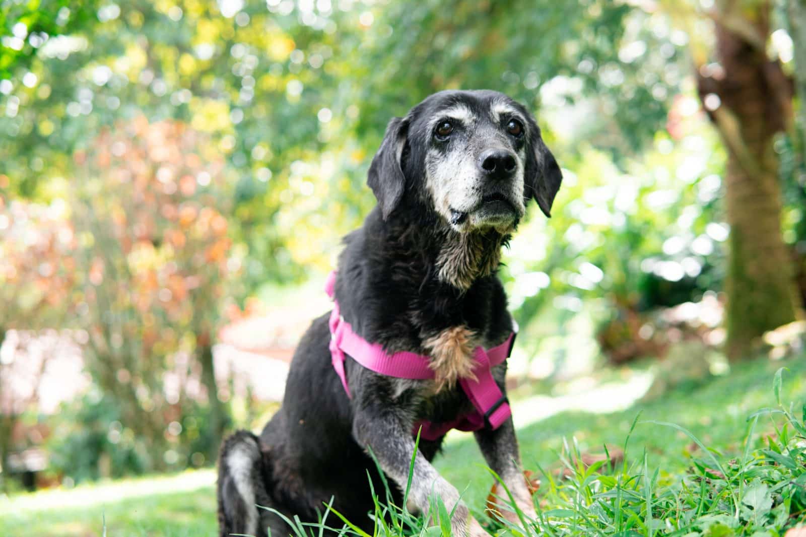 Cerca de mil adopciones en 2025, pero más de 700 animales llevan años esperando un hogar en Medellín