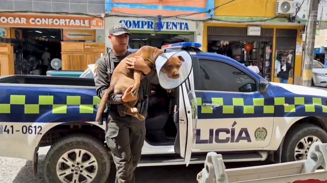 Perro fue herido con un machete en medio de un hurto en Apartadó