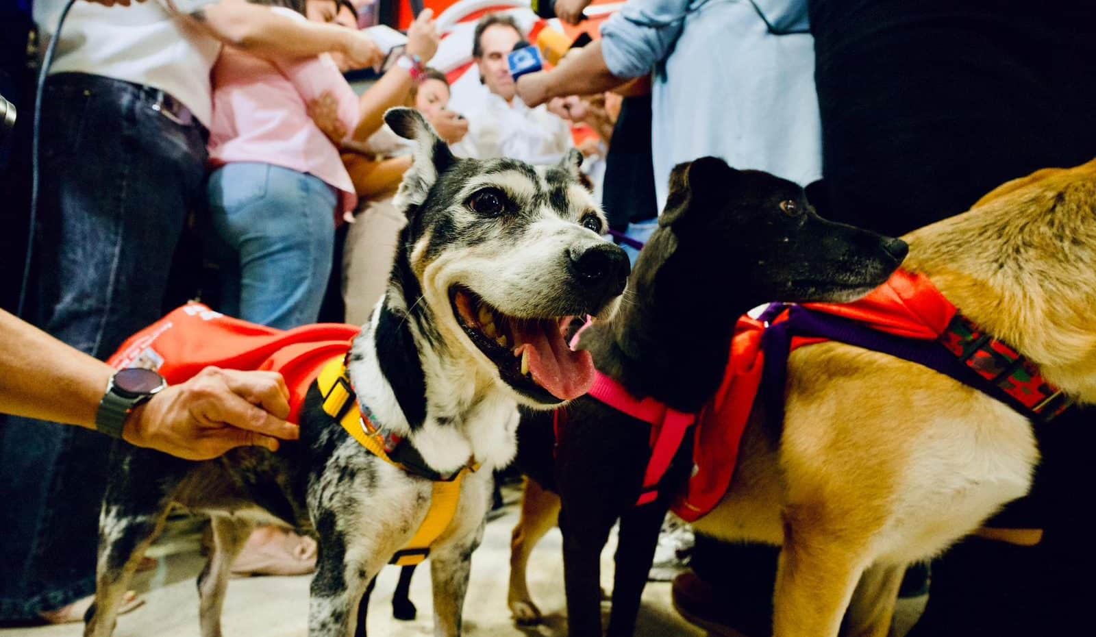 “Adopta un Superhéroe”, la iniciativa distrital para ayudar a los perritos de La Perla