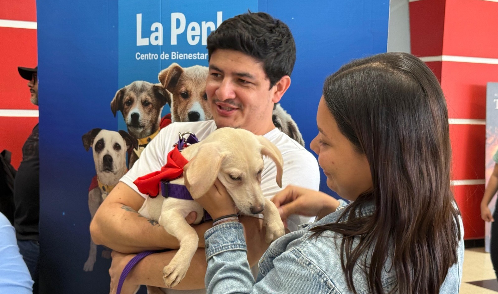 Campaña “Adopta un superhéroe” logró 29 adopciones de perritos en una semana