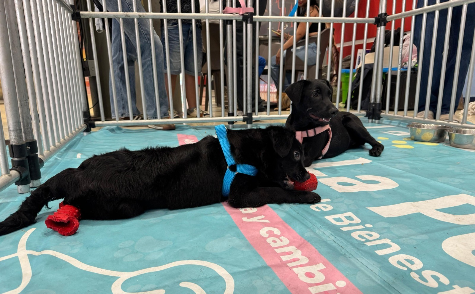 Campaña “Adopta un superhéroe” ya suma 68 perritos con nueva familia