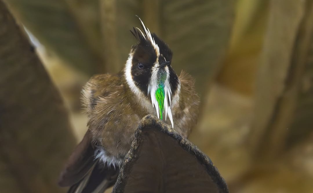 Fotógrafo colombiano grabó a escaso colibrí que solo existe en páramos del país