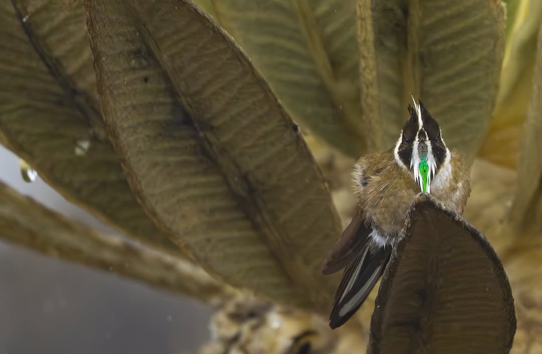 Fotógrafo colombiano grabó a escaso colibrí que solo existe en páramos del país