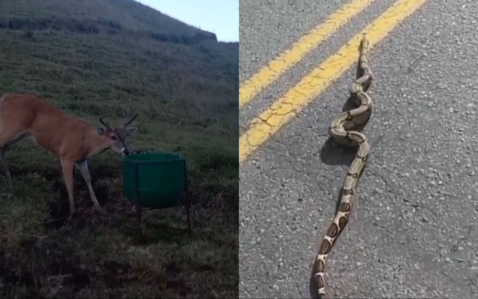Avistamientos de fauna silvestre en Magdalena Medio y La Ceja sorprenden a la comunidad