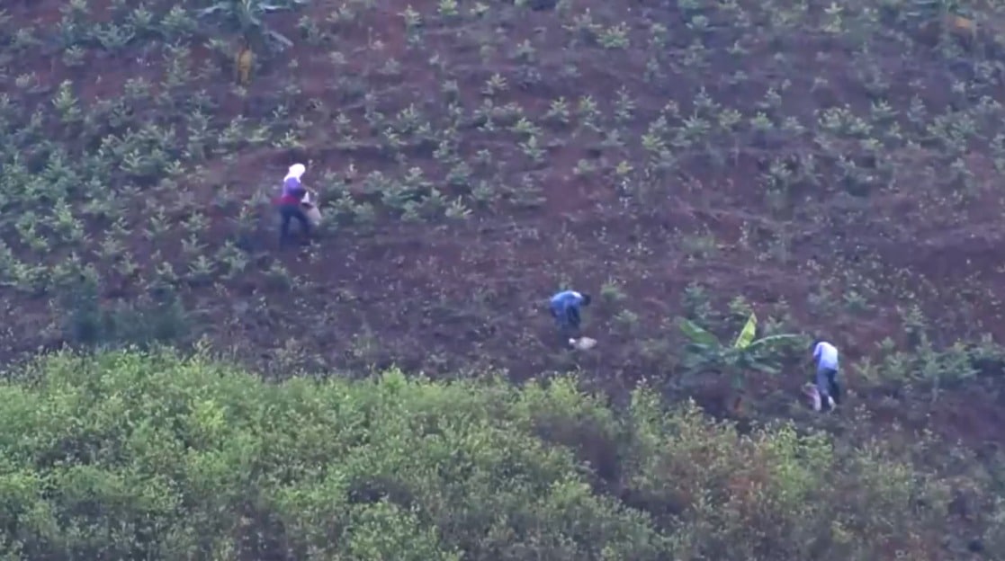 Autoridades de Antioquia advierten expansión sin precedentes de cultivos de coca