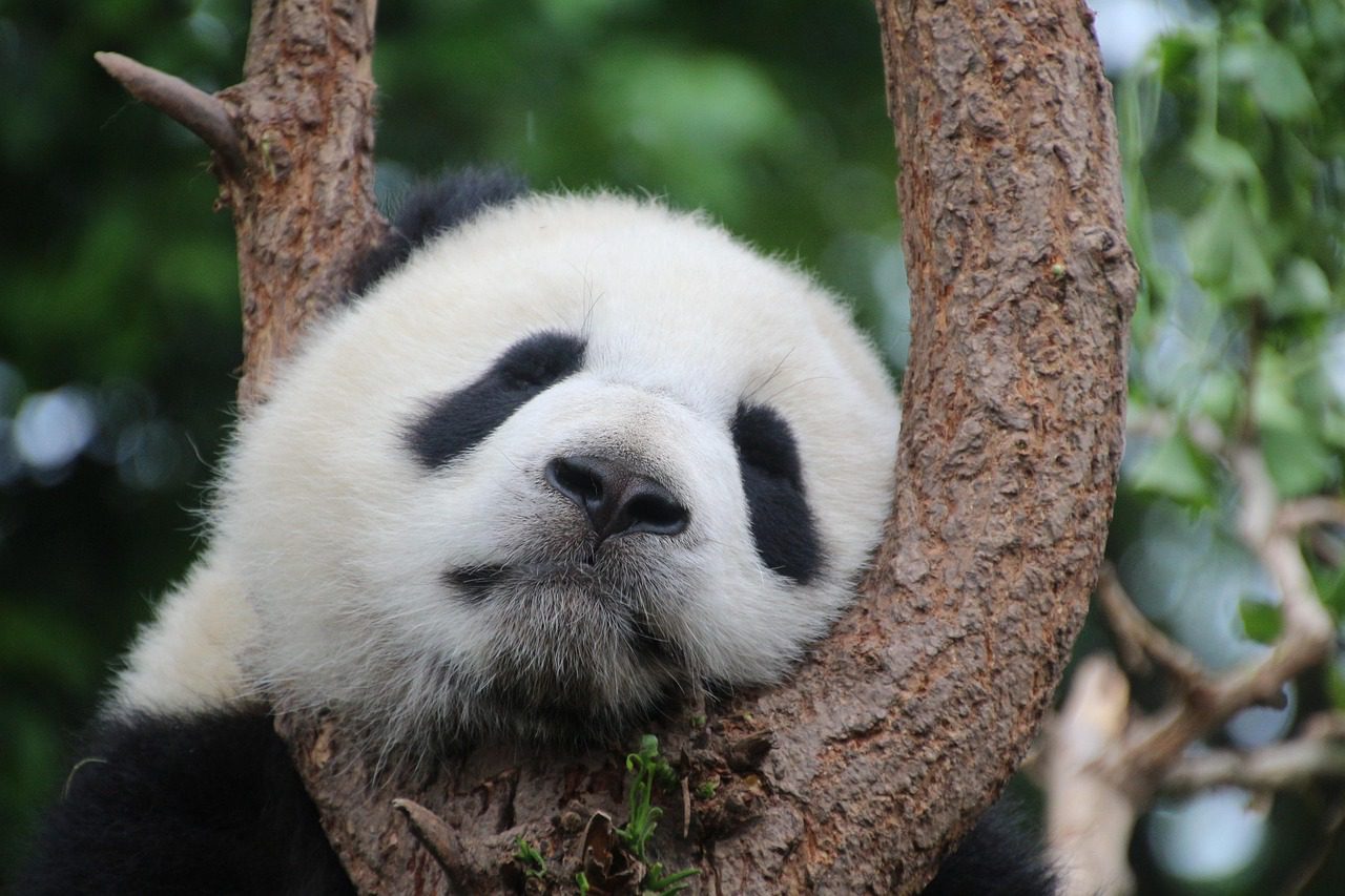Los osos pandas gigantes regresarán a tierra estadounidense luego de 20 años
