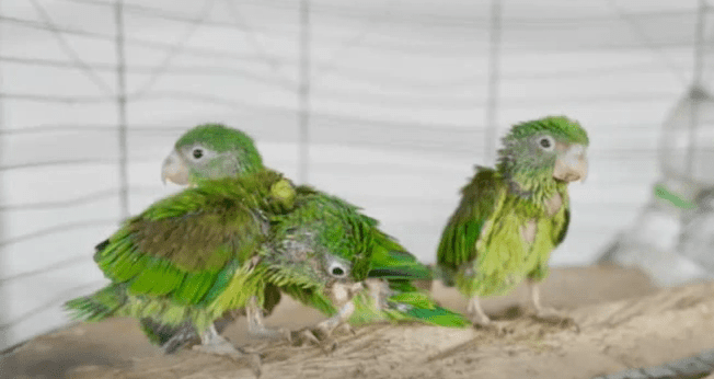 Cornare implementa peculiar campaña para evitar el tráfico de fauna silvestre