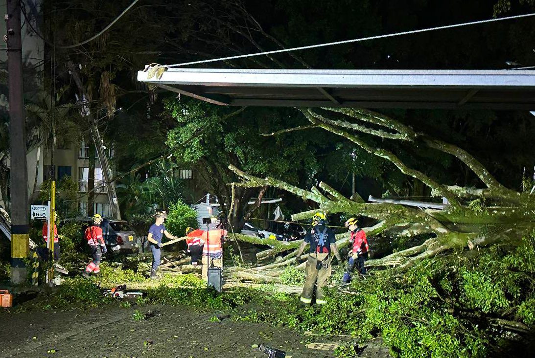 Caída de árbol en unidad residencial de San Javier deja pérdidas millonarias, según la comunidad