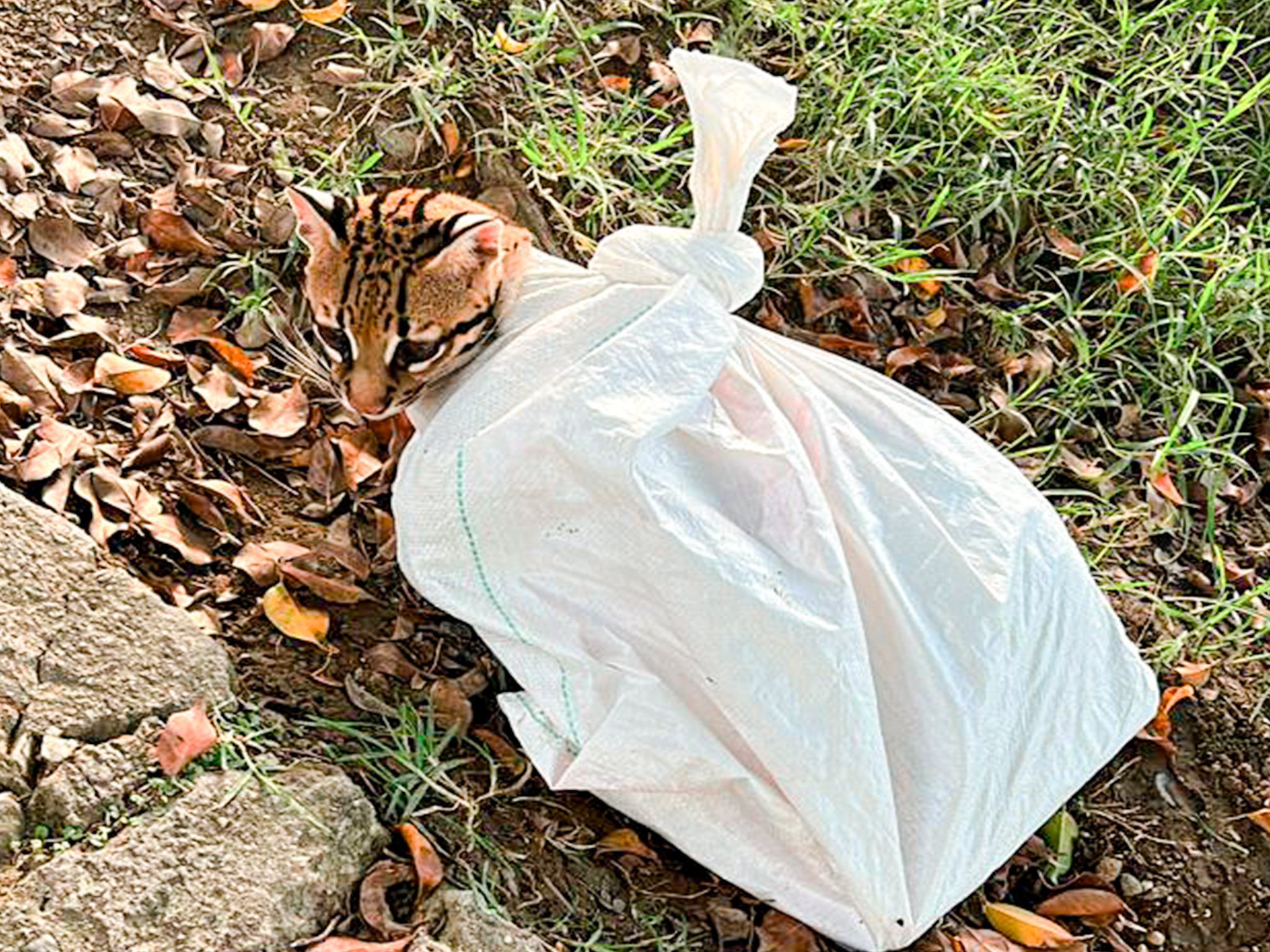 así encontraron a un ocelote, víctima de tráfico ilegal de fauna