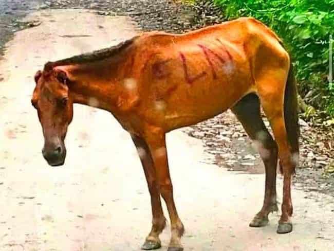 Atroz práctica: estos son los casos donde han usado animales para atentar contra la fuerza pública