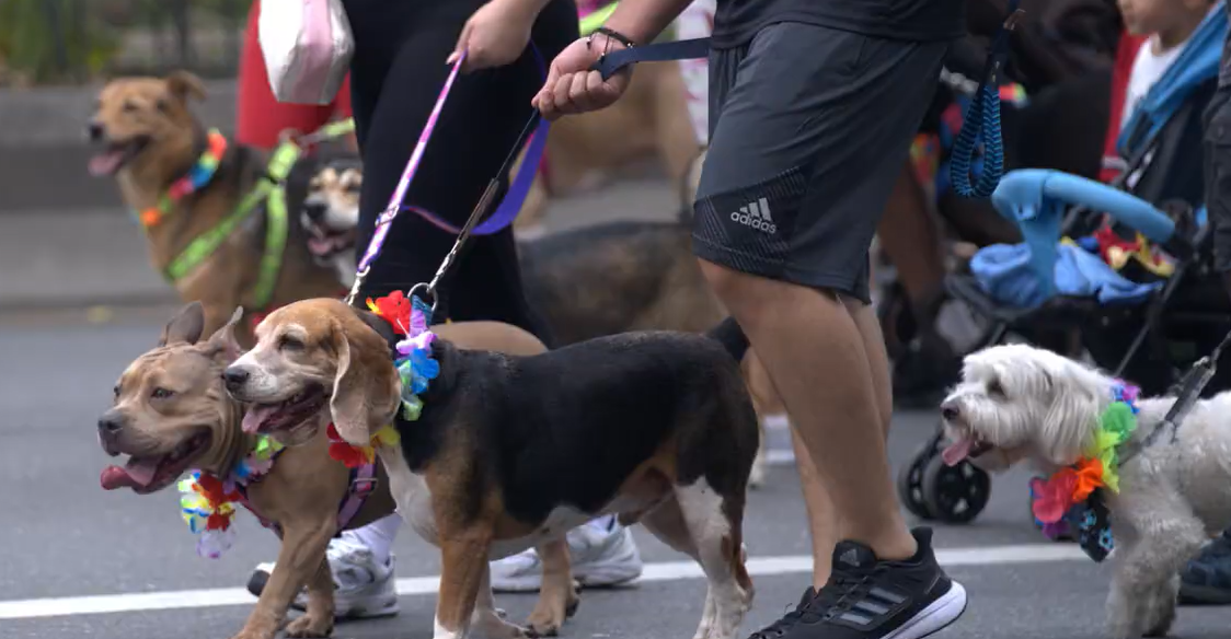 Este será el recorrido de la Caminata Canina, un evento para los amantes de las mascotas