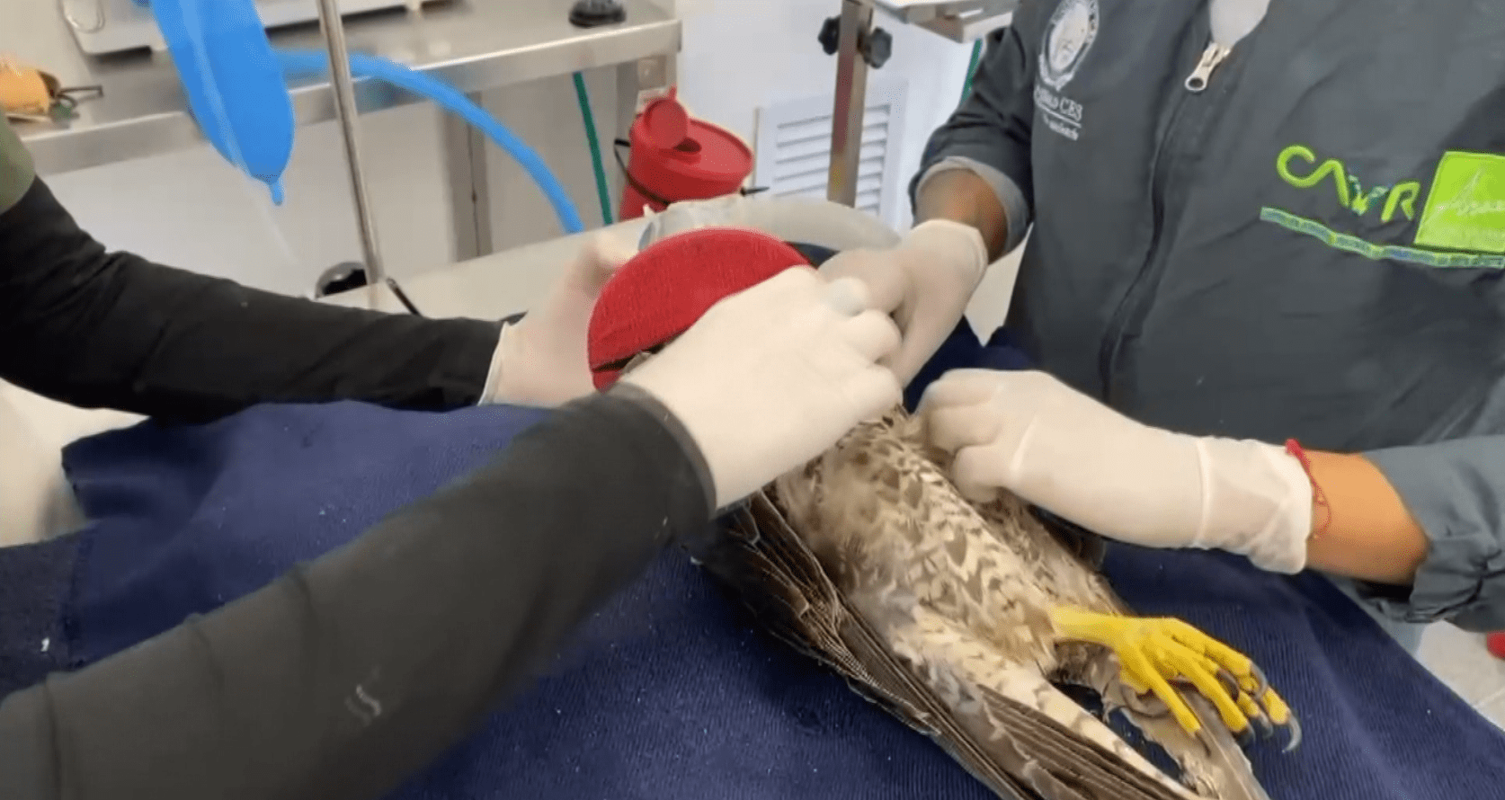 Así fue la cirugía de un halcón peregrino para que pueda volver a volar