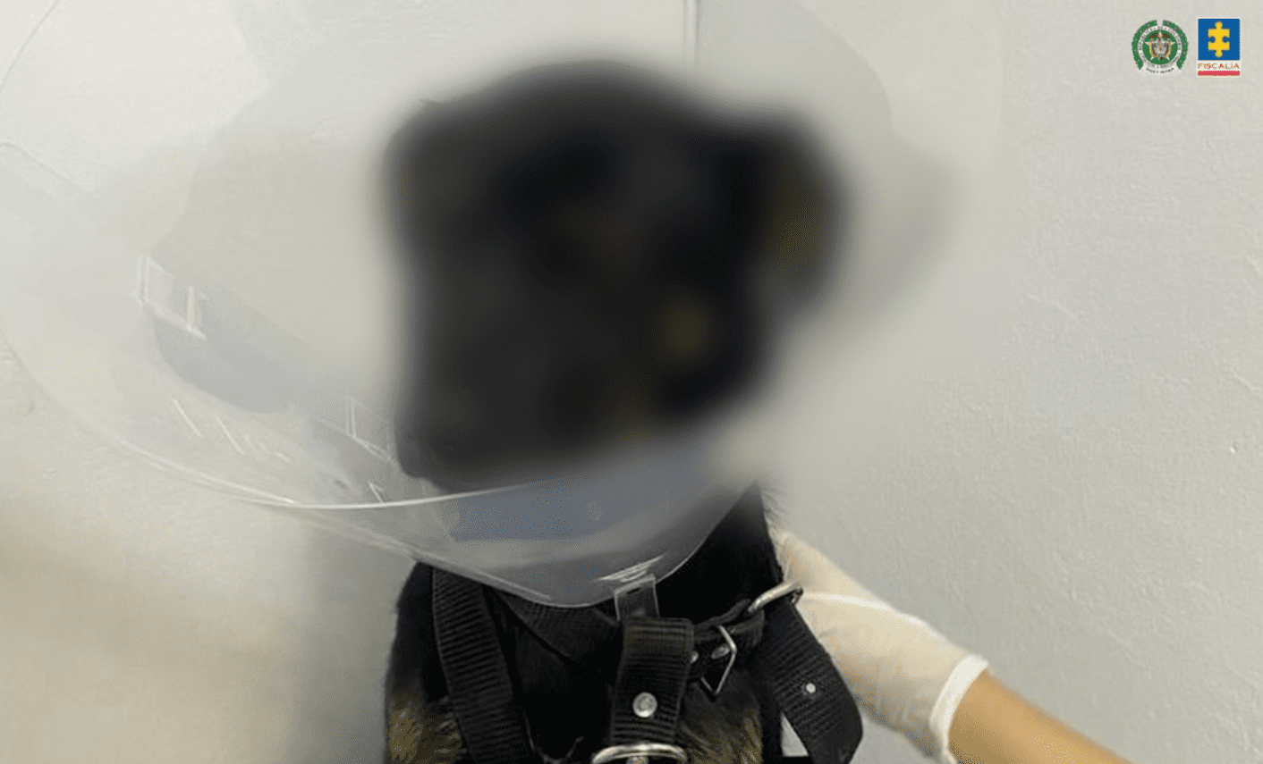 Condenan a hombre que golpeó a un perro y le causó la perdida de un ojo