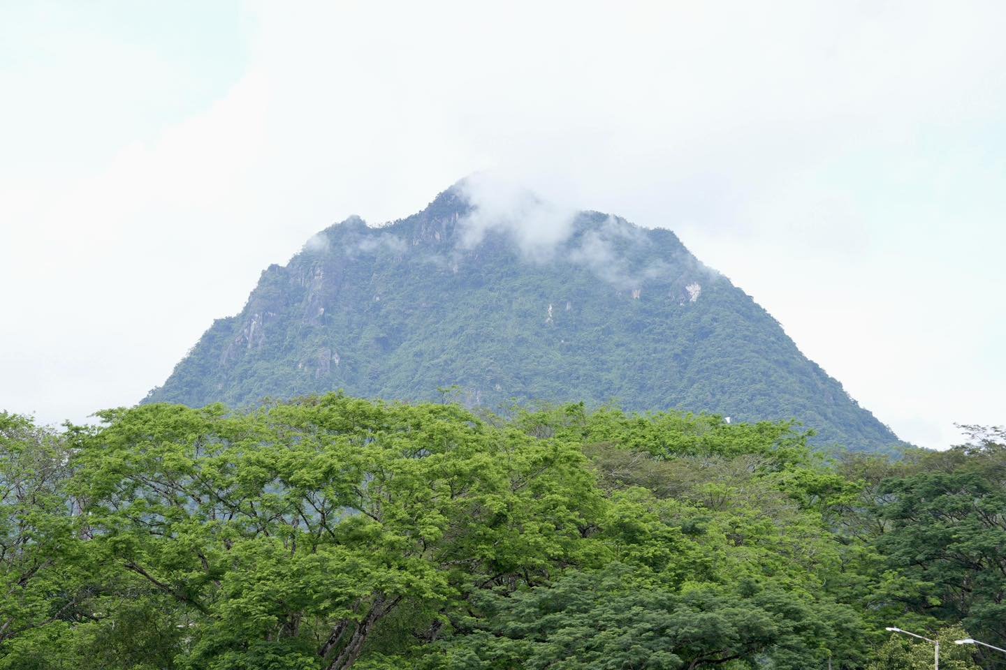 Disminuye la deforestación en Antioquia en contraste, según el Ideam