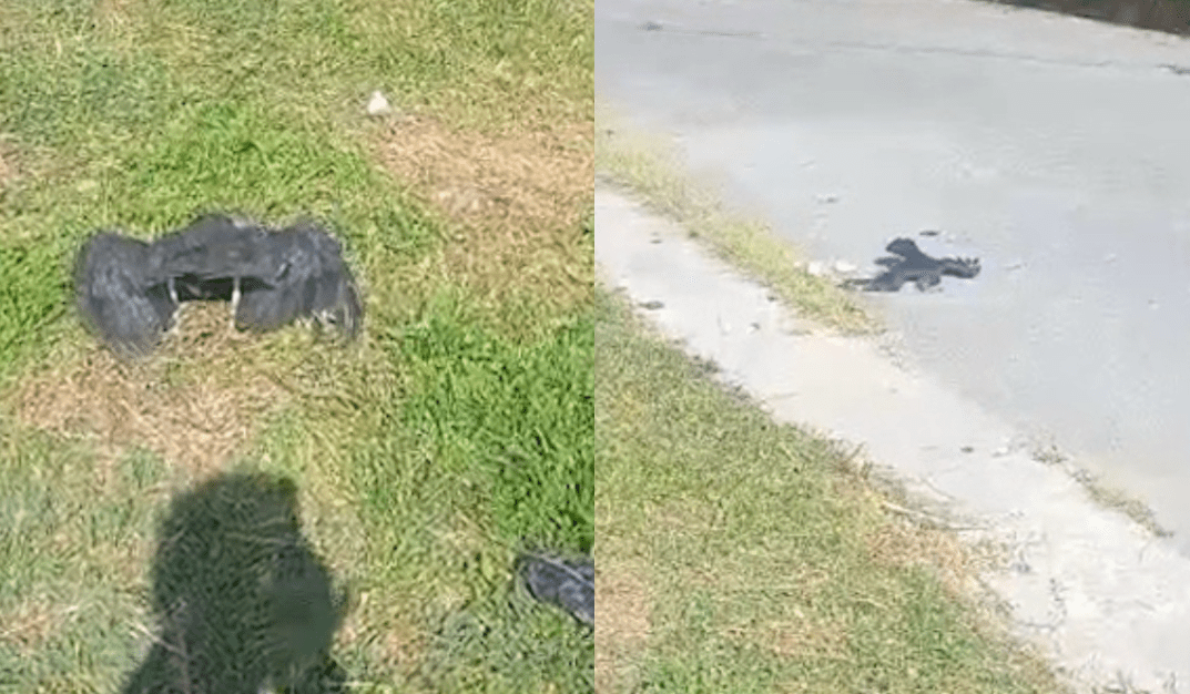 Investigan envenenamiento masivo de gallinazos en Yarumal