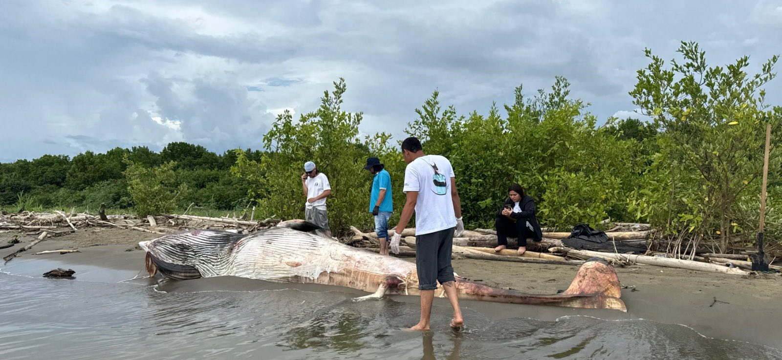 Hallan ballena muerta en costa de Turbo, Urabá antioqueño