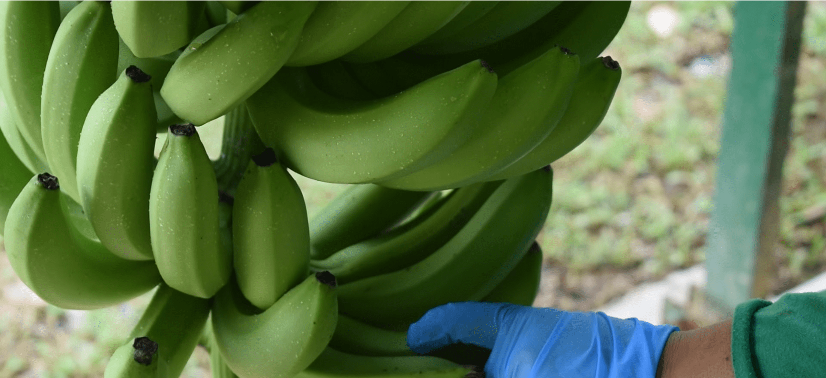 Incertidumbre en la industria bananera colombiana por aranceles de EE. UU.