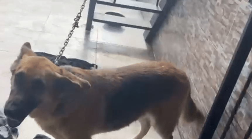 Rescatan a perro que estaba amarrado en una terraza, otro fue hallado muerto