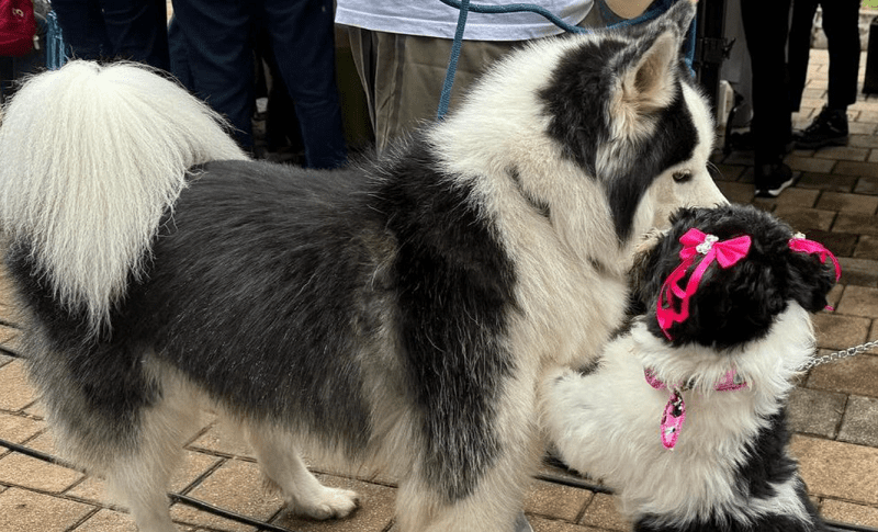 Estas son las sorpresas de Mascotas Al Parque en su cuarta edición