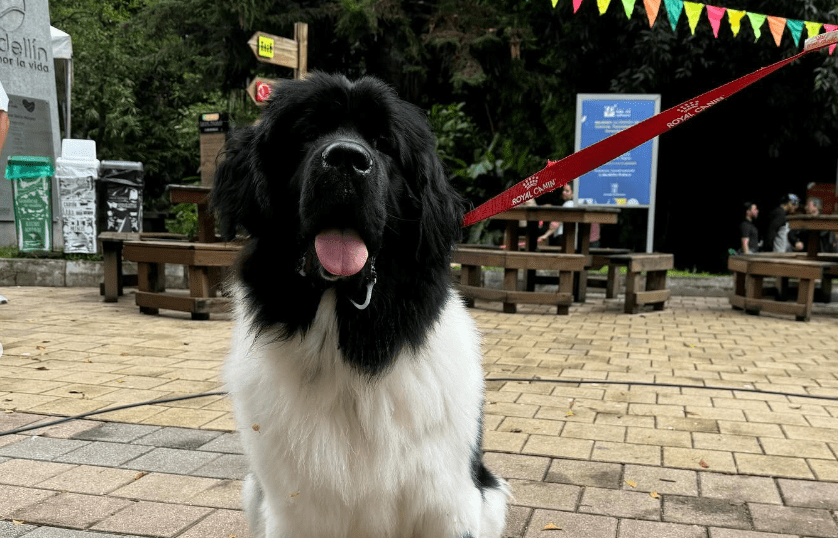 En mayo también hay Mascotas al Parque en Telemedellín y viene más recargado