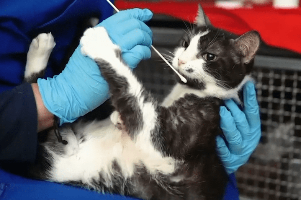 Así puede denunciar casos de maltrato animal en Medellín y el Valle de Aburrá
