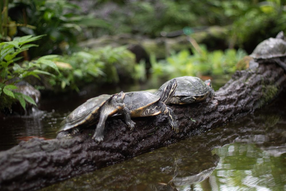 Mineros libera más de 26.547 tortugas para contribuir a la protección de esta especie en peligro de extinción
