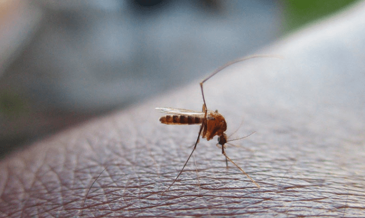 muerte de niña por dengue