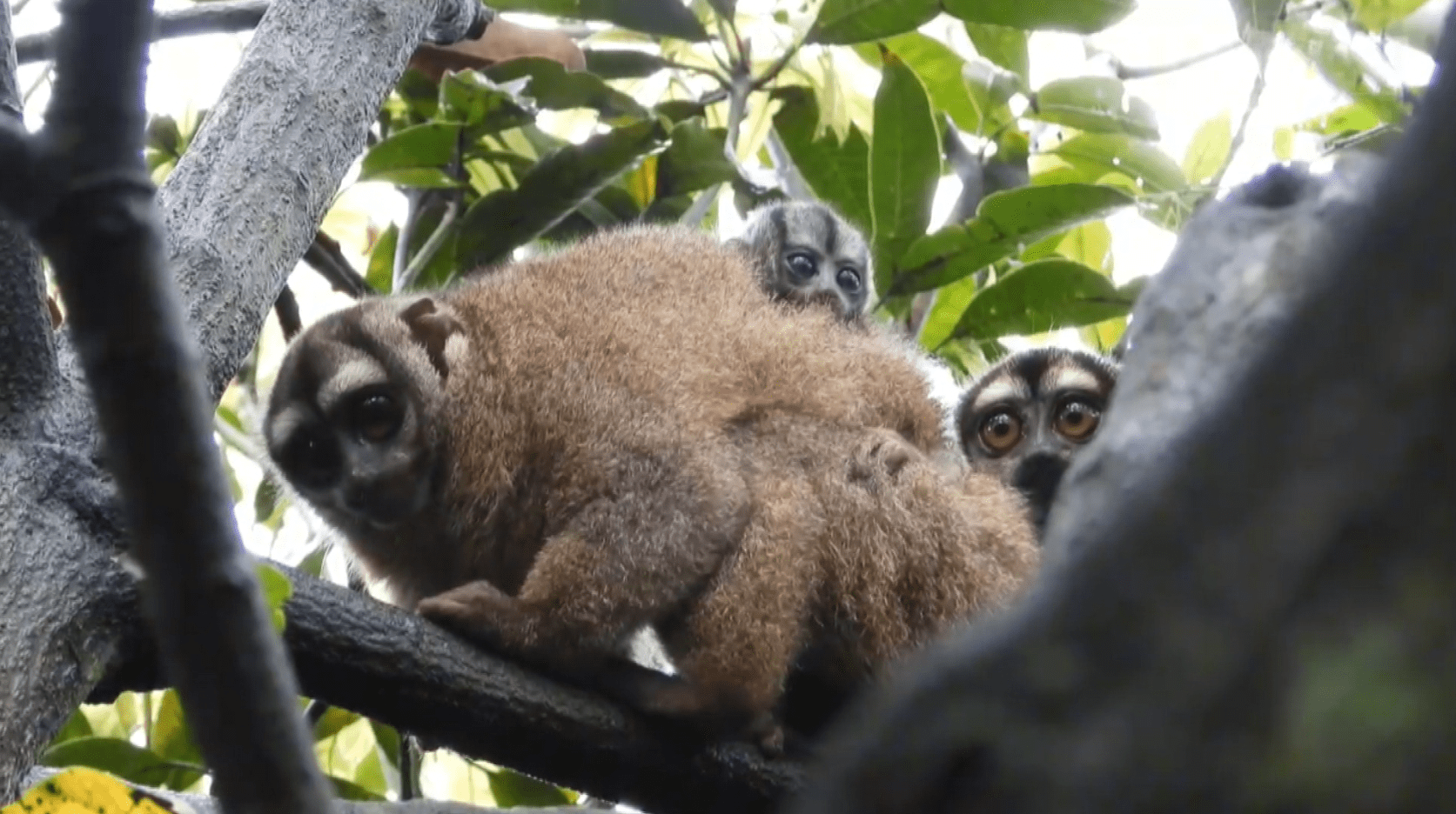Nació cría de marteja o mono nocturno en centro de fauna silvestre del Valle de Aburrá