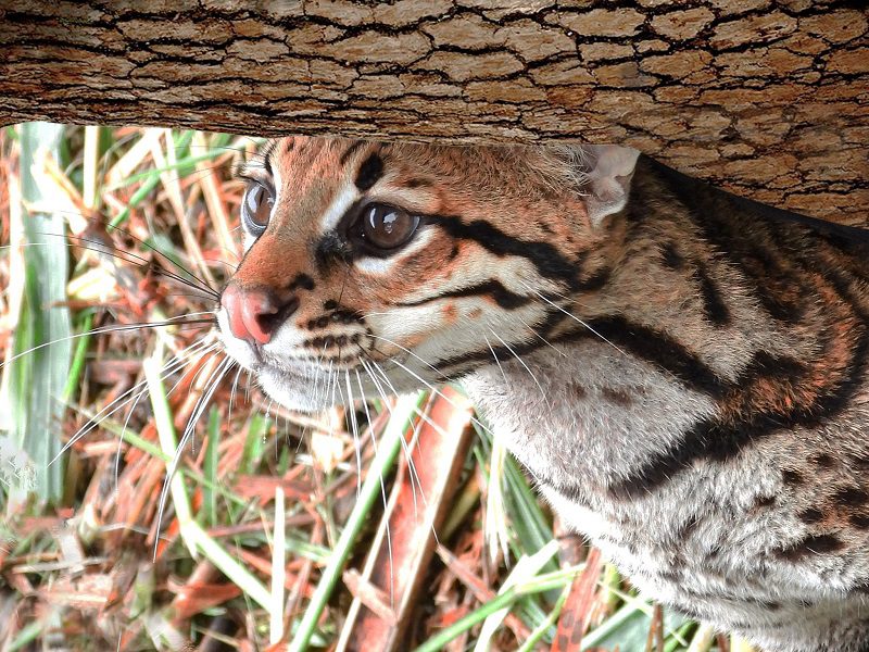 ocelote